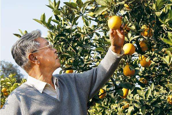褚時(shí)健在他的果園！